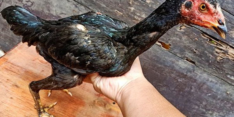 Mẹo chọn gà đá jun88 - đánh trận nào cũng thắng 5 Mẹo chọn gà đá theo lông
