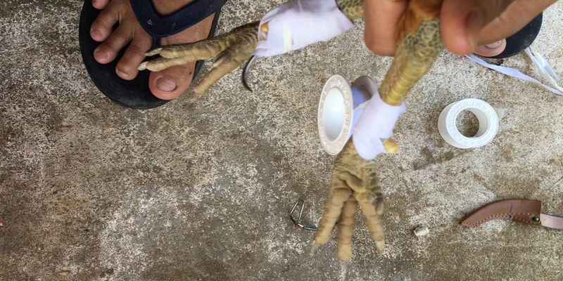Hướng Dẫn Những Cách Băng Cựa Gà Tre Hiệu Quả Đúng Cách 4 Cách băng cựa gà tre