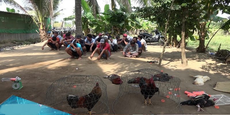 Thực Hư Bắt Đá Gà Ở Tiền Giang Hôm Nay - Cập Nhật Mới Nhất 2022 8 Bắt đá gà ở Tiền Giang hôm nay