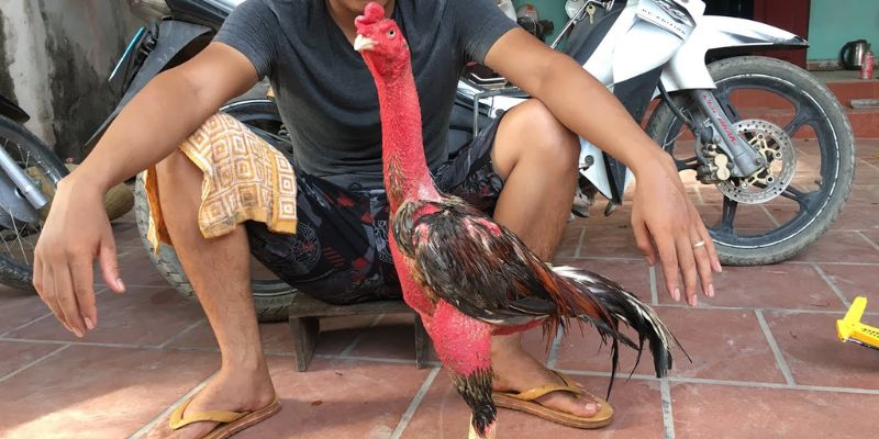 Cách Chăm Sóc Gà Chọi Thay Lông Đúng Kỹ Thuật Và Tốt Nhất 7 cách chăm sóc gà chọi thay lông