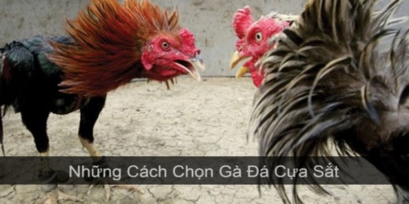 Khám Phá Một Vài Cách Chọn Gà Đá Cựa Sắt Hay Và Chuẩn Nhất 5 Cách Chọn Gà Đá Cựa Sắt Hay