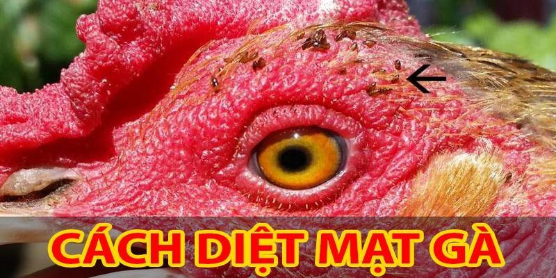 Tìm Hiểu Cách Diệt Mạt Gà Hiệu Quả Giá Rẻ 5 Cách Diệt Mạt Gà