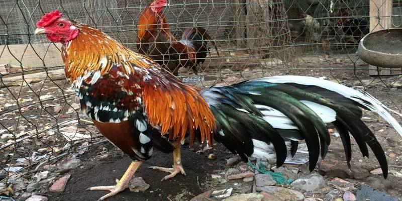 Cách Giúp Gà Tơ Mọc Lông Nhanh Và An Toàn 4 Cách giúp gà tơ mọc lông nhanh