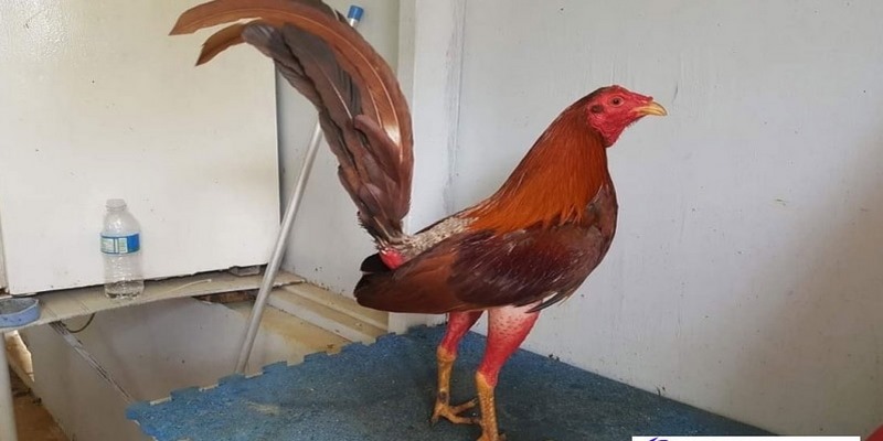 Hướng Dẫn Cách Nhận Biết Gà Cuban Chuẩn Nhất Cho Các Sư Kê 6 cách nhận biết gà Cuban