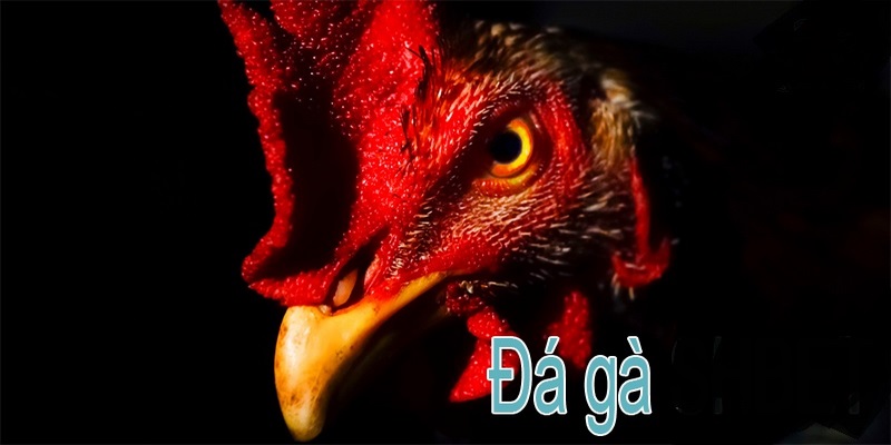 Đá Gà Trực Tiếp Daga666 - Kinh Nghiệm Chơi Game Bất Bại 6 đá gà trực tiếp Daga666