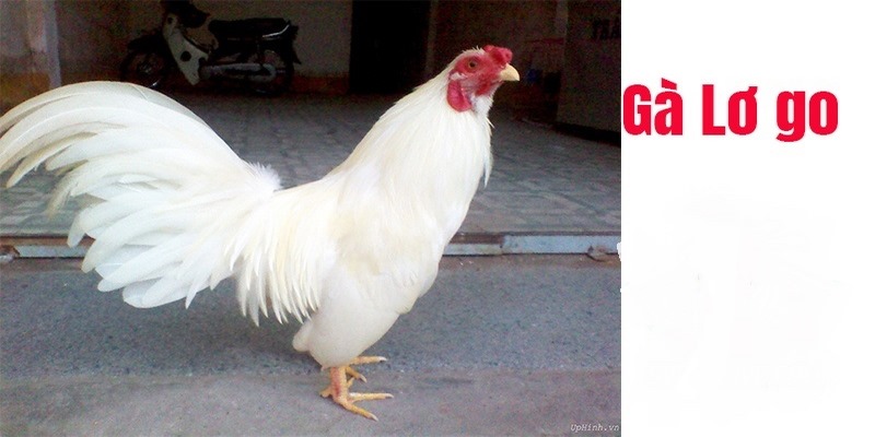 Những Đặc Điểm Của Gà Lơ Go Người Chơi Đá Gà Nên Biết 5 Đặc điểm của gà lơ go