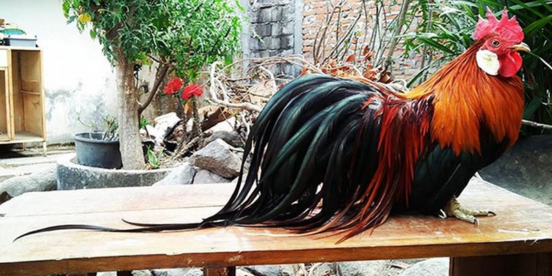 Gà Ohiki - Bí Kíp Nuôi Gà Từ Các Bậc Kê Sư Chuyên Nghiệp 6 Gà Ohiki