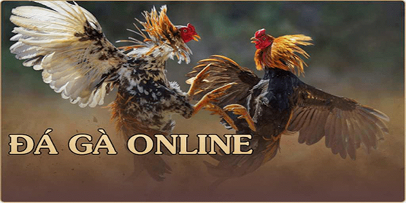 Hướng Dẫn Đá Gà Jun88 Chi Tiết Dễ Thắng 4 Hướng dẫn đá gà Jun88 chi tiết nhất