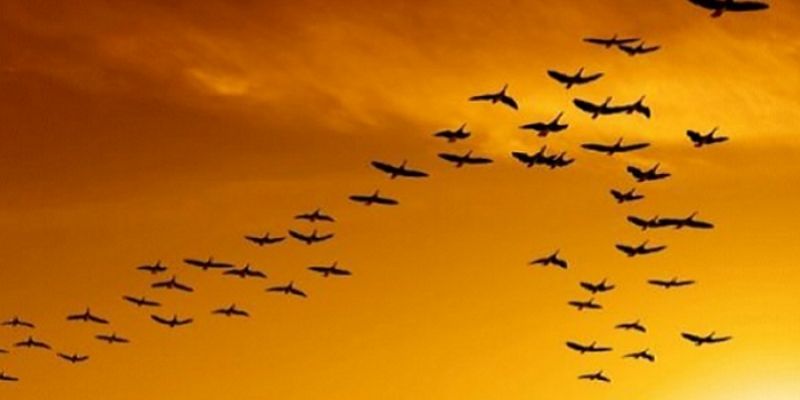 Giải mã ý nghĩa khi mơ nhìn thấy chim - Jun88 5 mo thay chim