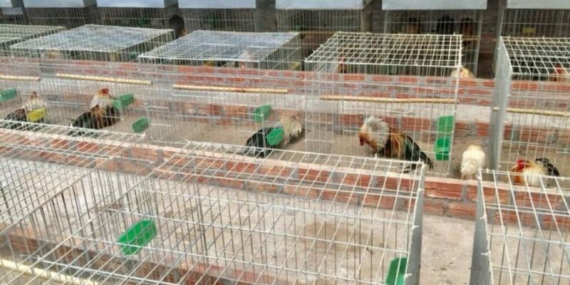Bật Mí Cách Nuôi Gà Tre Đá Không Phải Ai Cũng Biết 4 Cách Nuôi Gà Tre Đá