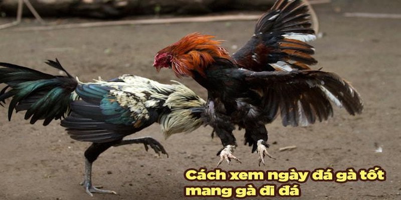 Thực Hư Bắt Đá Gà Ở Tiền Giang Hôm Nay - Cập Nhật Mới Nhất 2022 5 Bắt đá gà ở Tiền Giang hôm nay
